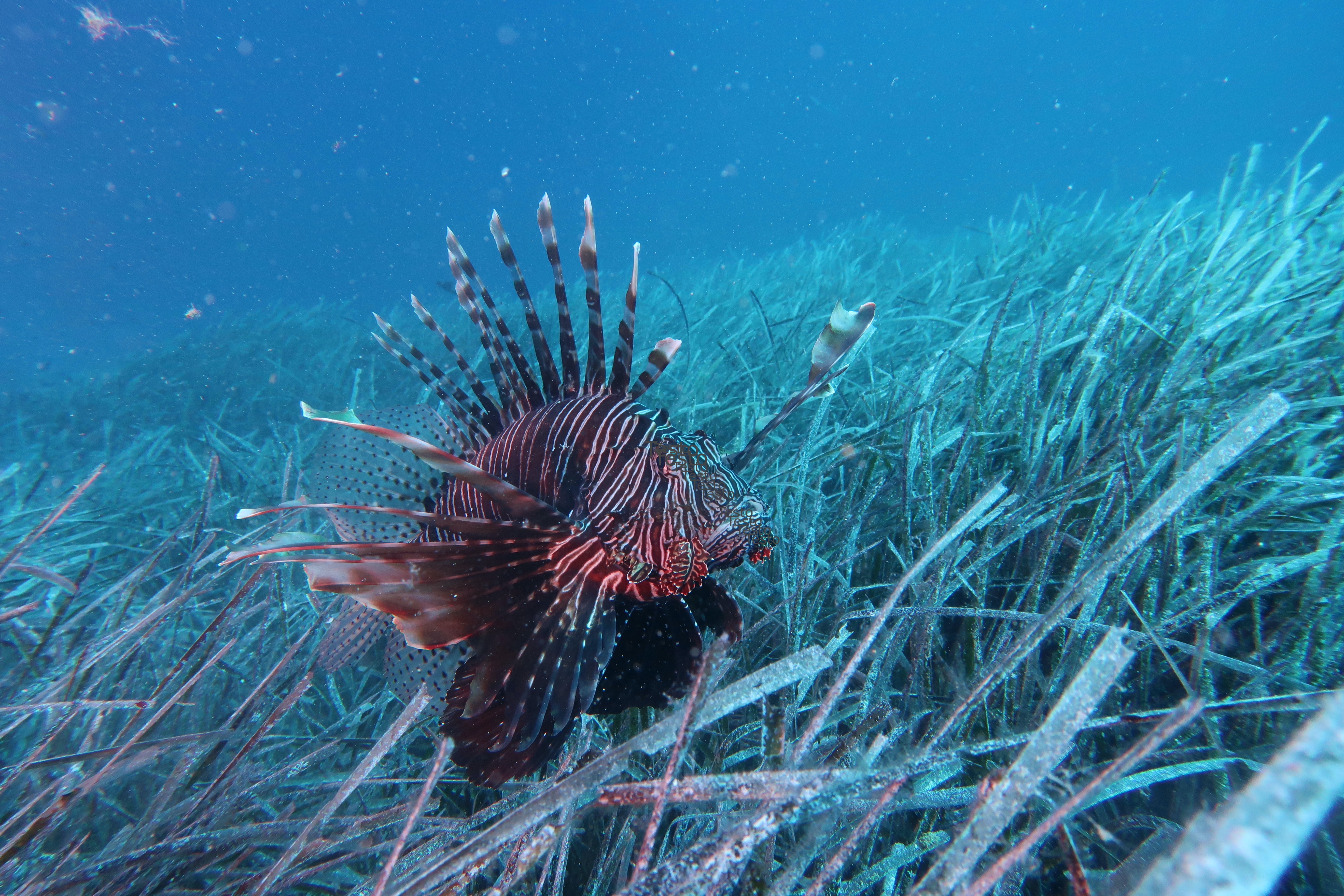 Image Sea 1